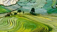 Les rizières en terrasses au Nord du Vietnam