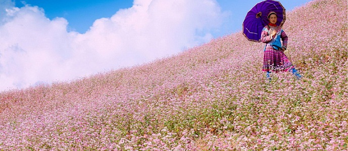 La prairie en fleurs de sarrasin Hà Giang