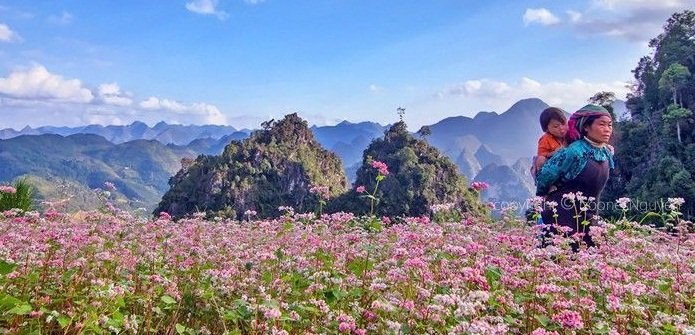 Saison des fleurs de sarrasin à Hà Giang pour le voyage