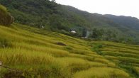 les rizieres en terrasse de Pu Luong
