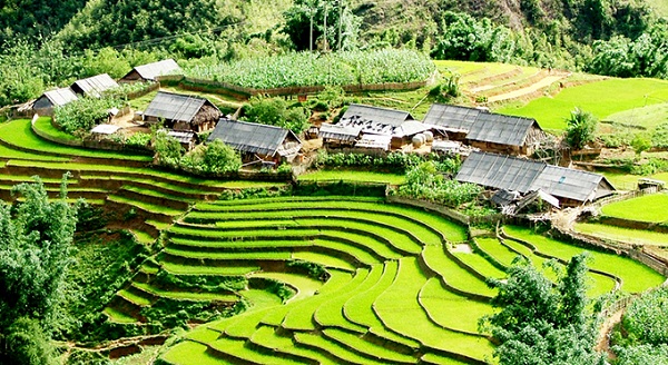 les rizières sapa vietnam