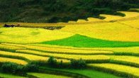 Saison des récoltes à Ha Giang
