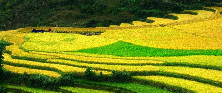 Saison des récoltes à Ha Giang