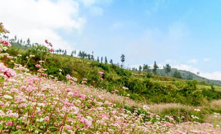 Voyage Nord Vietnam en saison des fleurs