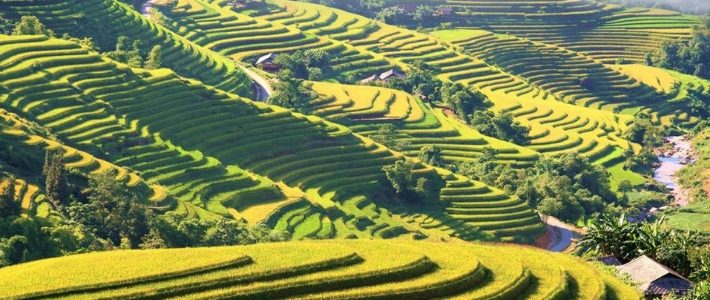 Rizières en terrasse au nord du Vietnam