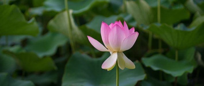 lotus- symbole du Vietnam