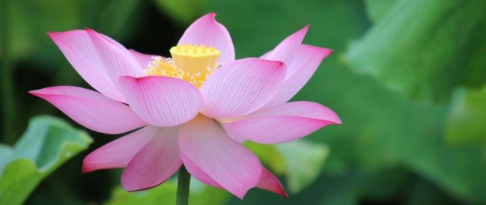 Le lotus du vietnam