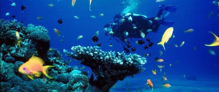 Plongée sous-marine à Nha Trang